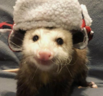 Possum enjoyer