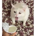 yogurt cat incorporated