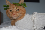Geeked cat