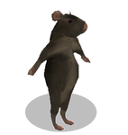 Rat Dance Fan Club