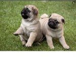 Pug family!!!!