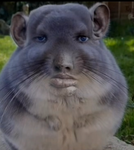 RasinCookieDucks