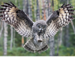 The Animal Rebellion