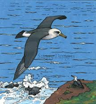 Albatross Territory
