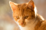 Cats fan group<3