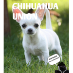 Chihuahua Union