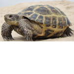 Lukes tortoise group