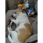 Dogcorn