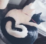 {-Tangled Tails-} [WCUE]