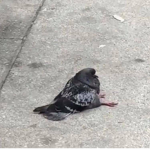 pigeon potato