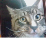 SavageKittens