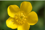 Buttercups :))