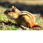Chipmunk squad with clans