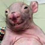 VITAMIN RAT STUDIOS