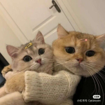 cats r the best.