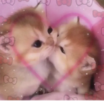Amor..