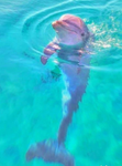 Maddie's dolphin