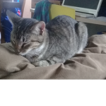 los gatitos chiquitos >:3