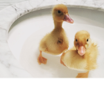 Dizzy Duckys