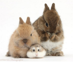 Bunny’s hangout Group