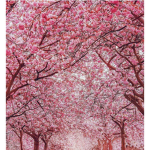 Blossomss