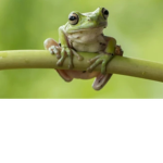 Froggy fans! ;)