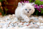 KittyCookieCrow's Whipped cream Kitten Club