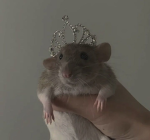 Super Awesome Rat Club