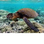 The# Epic Turtle Squad