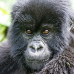 Primate Productions