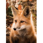 Foxy kingdom studios