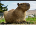 All Capybaras from ~AVaTar RaNkInG~