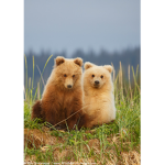 My Bear besties
