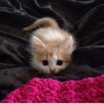 Gaming Kitten and Golden Cloud fan group!