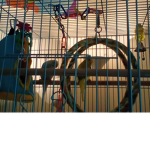 The Big birds