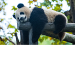 All The Pandas Come Here