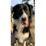 HundeGruppee