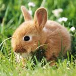 -Bunny's United-