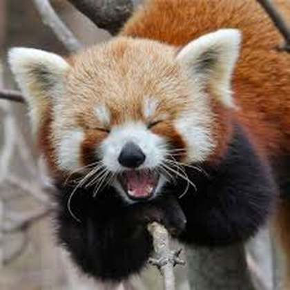 Red Panda Industries avatar