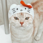 CatKittyCute