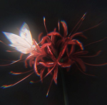 Fallen Spider lilies