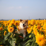 Sunflower Doges