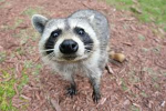 The friendly raccoon club!