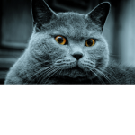 blue cats