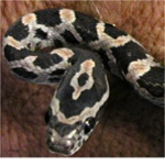 snakeycorn