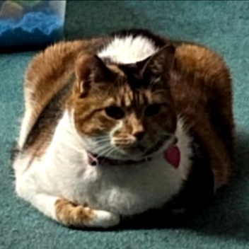 Untitled go-kart racing 