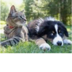 What One is best: Dogs or Cats