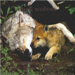 ~dark wolves~ kits