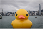 TheDuckySquad