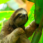 happy.sloths